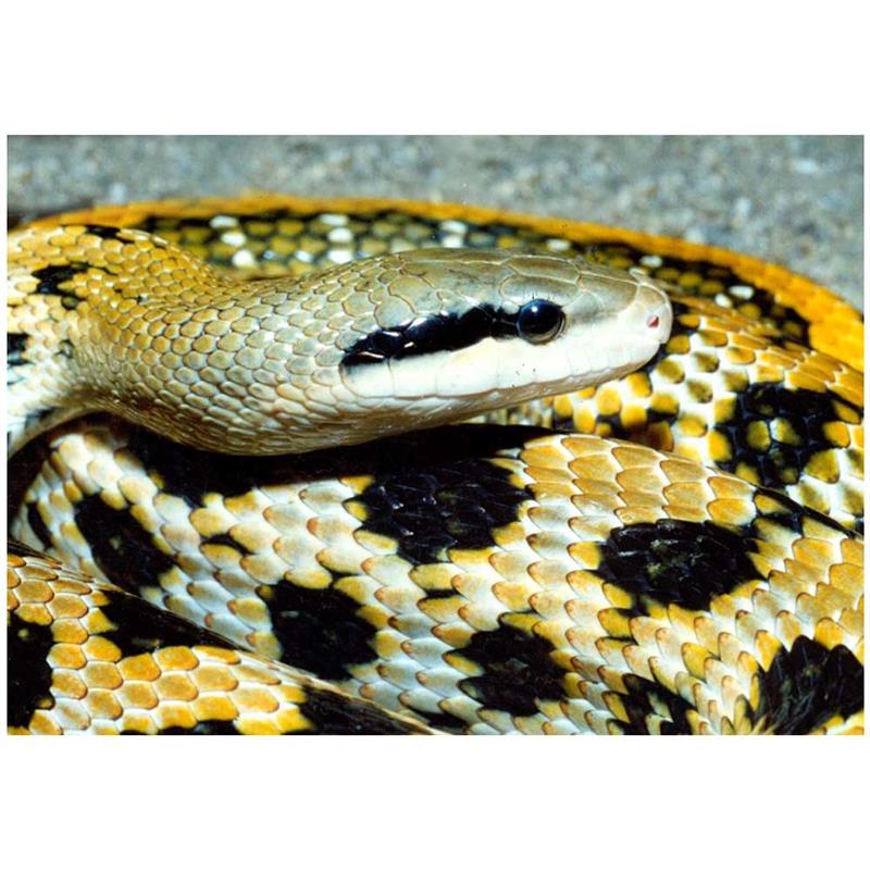 Sarpe Elaphe taeniura taeniura (Beauty rat snake) - imagine 4